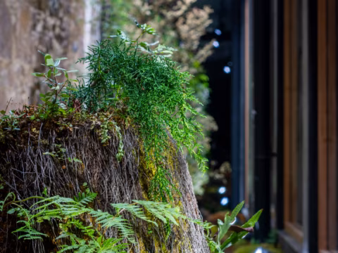 Lush green ferns and foliage growing in a vertical lightwell at Wharfstone Hotel